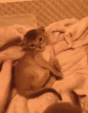 Kitty Cat Meow GIF