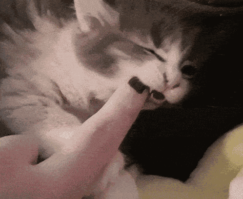 Kitty Cat GIF