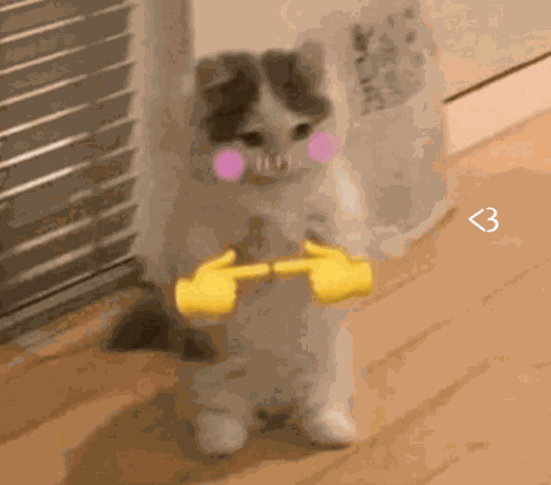 Kitty Cat GIF