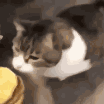 Kitty Cheese Burger GIF