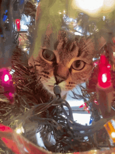 Kitty Christmas GIF