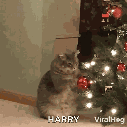 Kitty Claws Christmas Tree Cat Playing With Christmas Tree GIF
