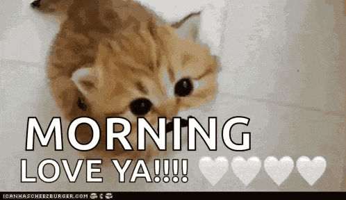 Kitty Cute Cat GIF