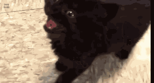 Kitty Cute GIF