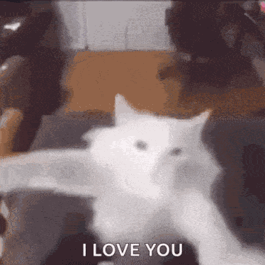 Kitty Dance Cat GIF