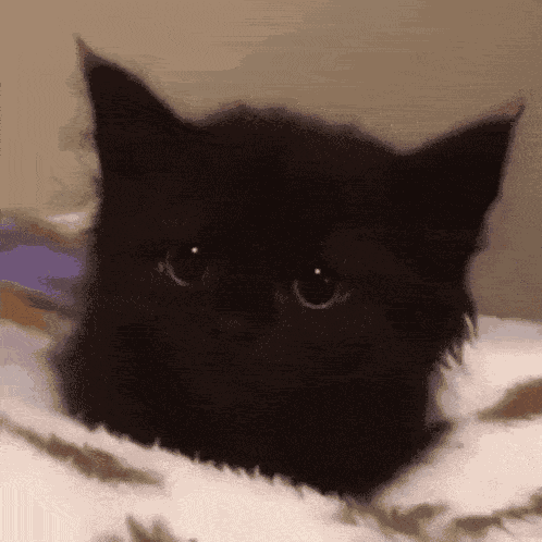 Kitty Ears Sad GIF