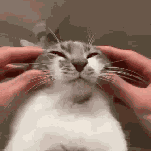Kitty GIF