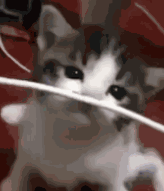 Kitty Explosion GIF