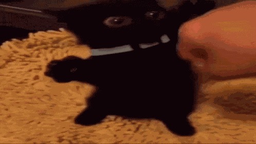Kitty Fight GIF