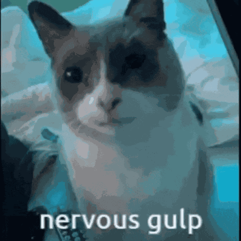 Kitty Gulp GIF