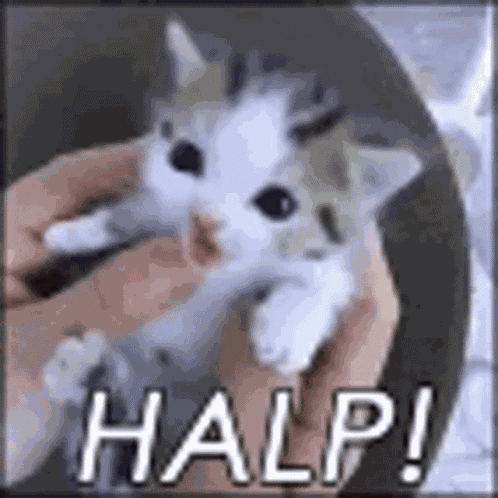 Kitty Halp GIF