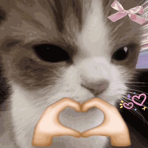 Kitty Heart GIF