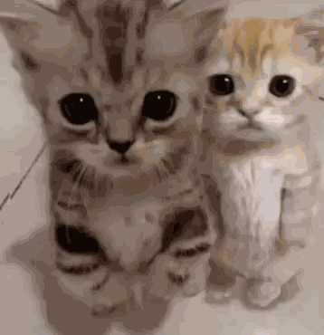 Kitty Hug Kitty Ai GIF