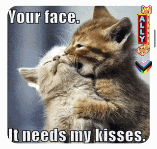 Kitty Joke Funny Kitty GIF