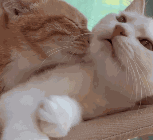 Kitty Kiss Kitten Love GIF