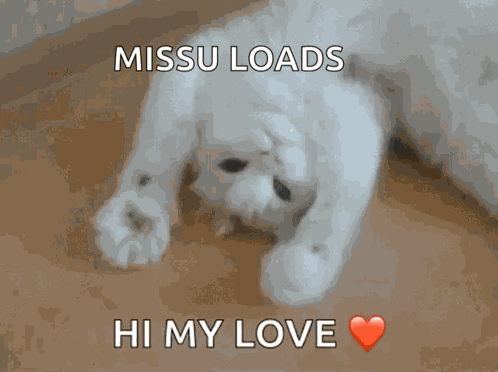 Kitty Kitten GIF