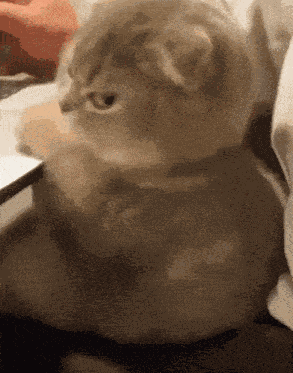 Kitty Kitty Stare GIF