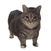 Kitty Meow Sticker