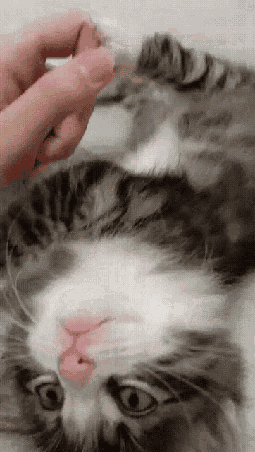 Kitty GIF
