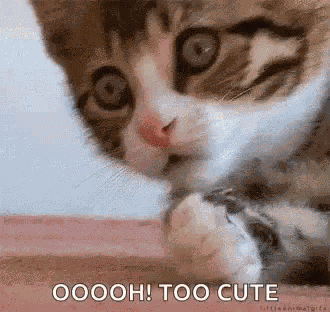 Kitty Oh GIF
