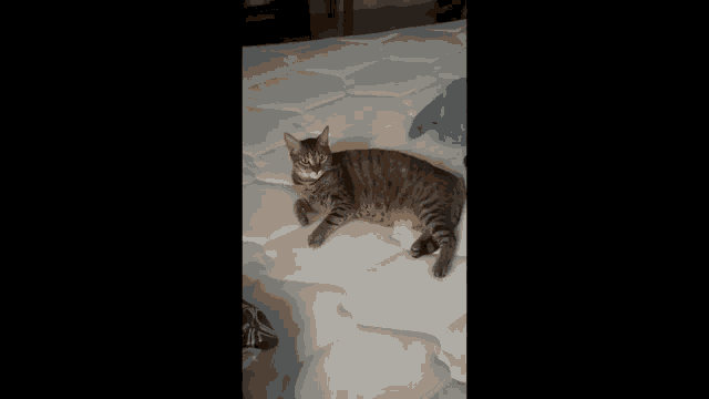 Kitty GIF