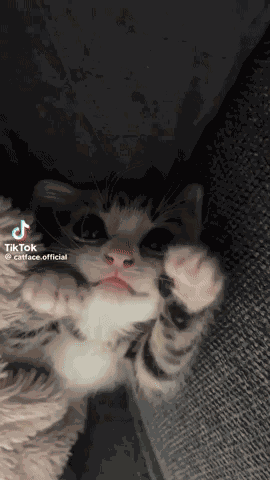 Kitty Paws GIF