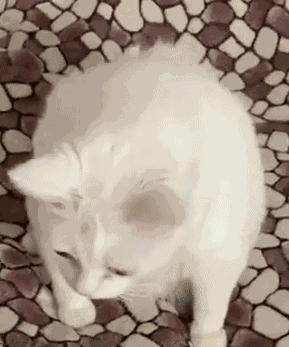 Kitty Puke Vomit GIF