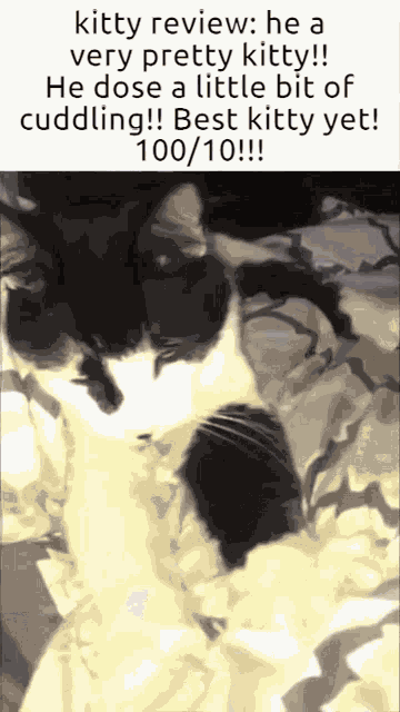 Kitty Review Mr Kitty GIF