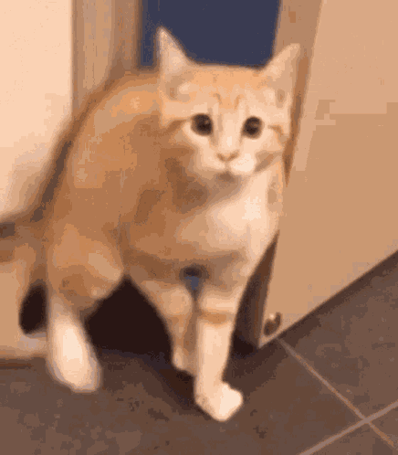 Kitty GIF