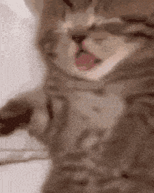 Kitty Sleepy GIF