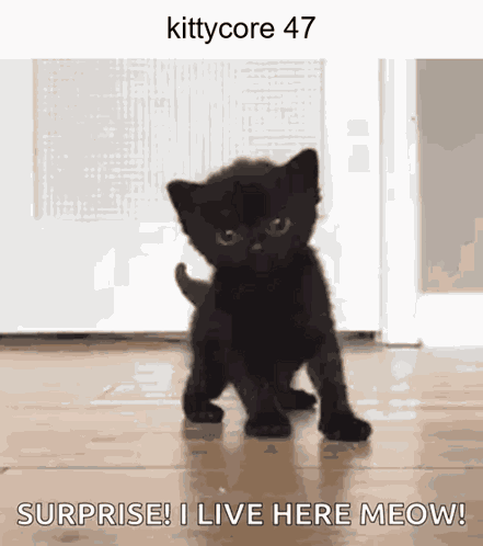 Kittycore Cat GIF