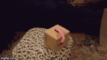 Knife Box GIF