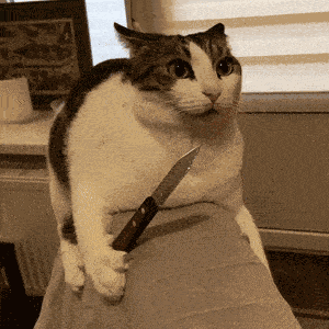 Knife Cat Cat Knife GIF