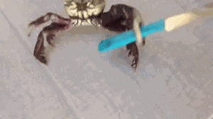 Knife GIF