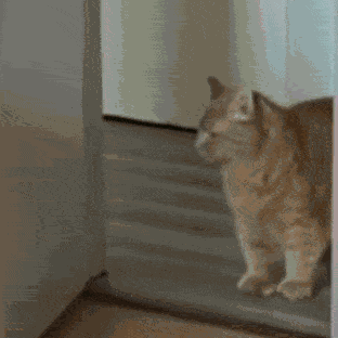 Knock Knock Knocking GIF