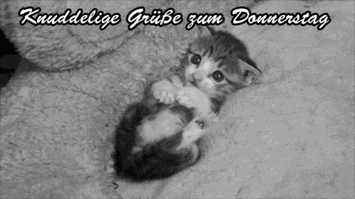 Knuddelige Grüße Zum Donnerstag GIF