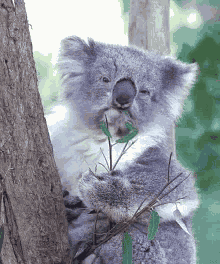 Koala Chewing GIF