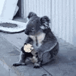 Koala Comendo GIF