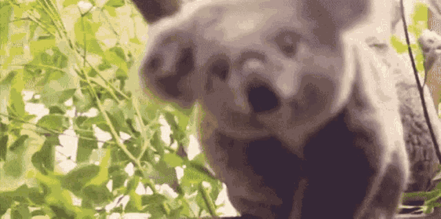 Koala Cute GIF