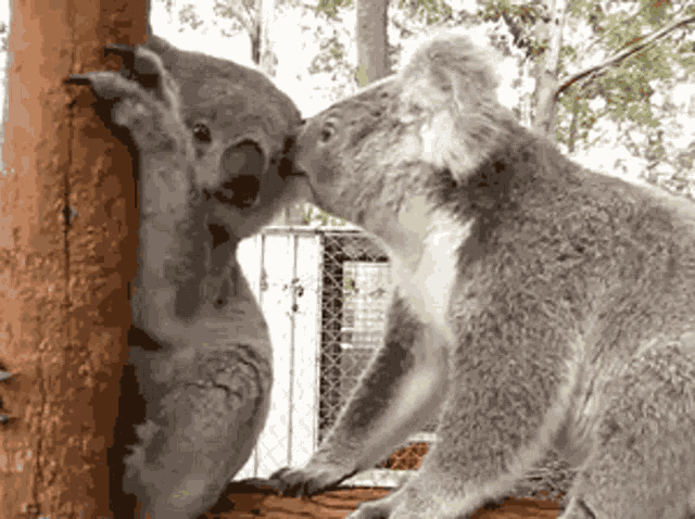 Koala Kiss Me GIF