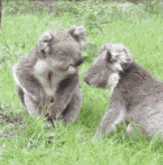Koala Kiss GIF
