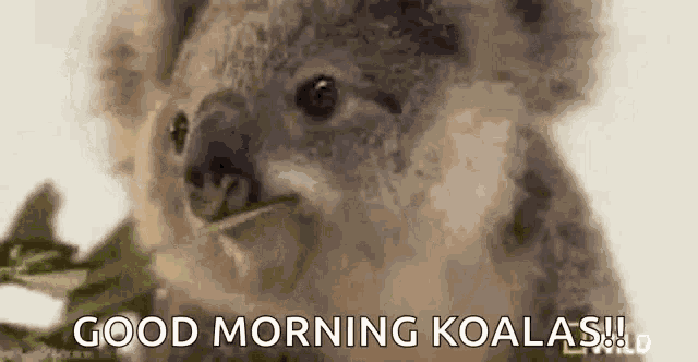 Koala Koalahashklub GIF