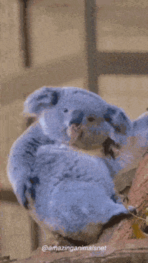 Koala GIF