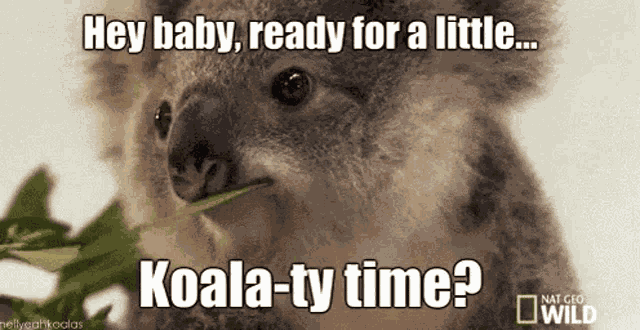 Koala Wink GIF