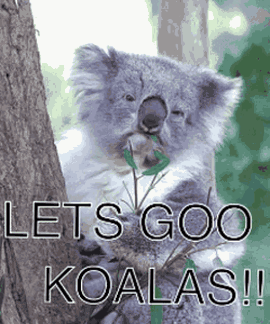Koalahashklub GIF