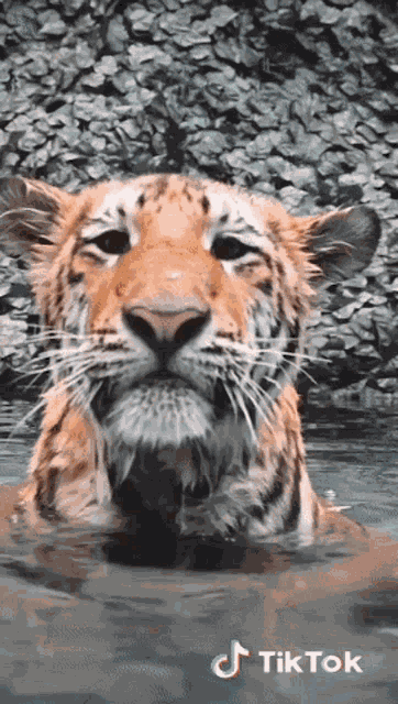 Kody Antle Tiger GIF