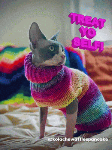 Kolache The Cat Kolache GIF