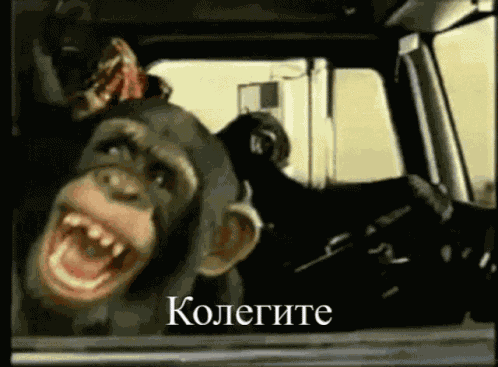Kolegite Bulgaria GIF
