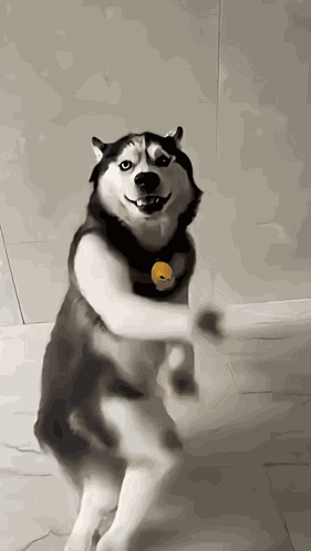 Komik Yok GIF