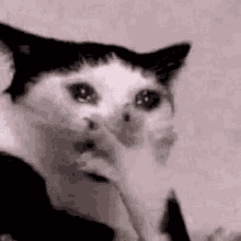 Koteika GIF